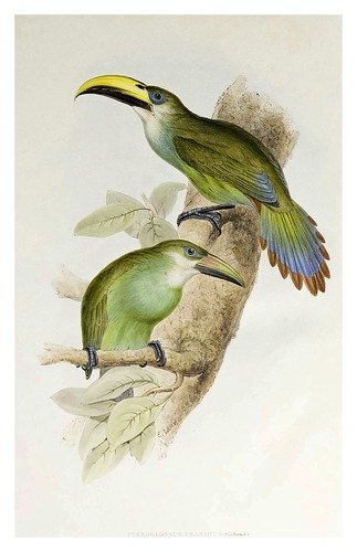 004-Oro verda Araçari-A monograph of the Ramphastidae or family of Toucans-1834- John Gould