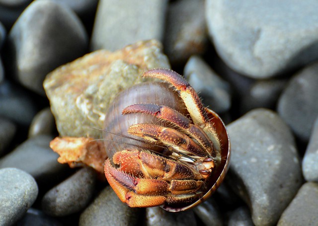 Hermit Crab - one of the millions in Costa Rica!