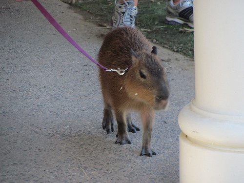 Walking the capybara