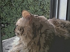 Jasper in the window