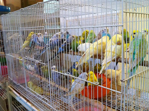 Birds for sale in Souq Waqif