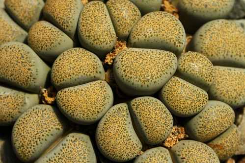 The Huntington Botanical Gardens (Lithops) by CamRich22