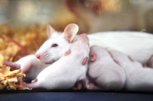 Ratos felizes apos a amamentação by aldasimplesassim