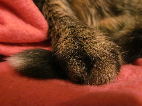 Gizmo paw and tail