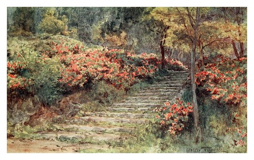 003-Azaleas en una antigua escalera-Japanese gardens 1912-Walter Tyndale