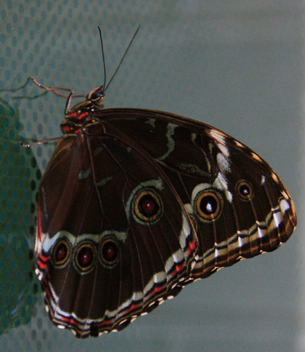 Brown and Red Butterfly