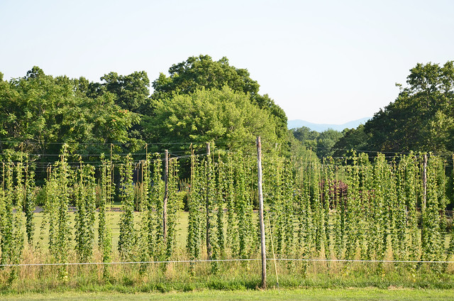 Hop Garden at Blue Mountain Brewery