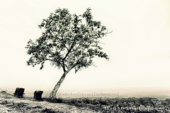 d most captured tree @Nilgiri...