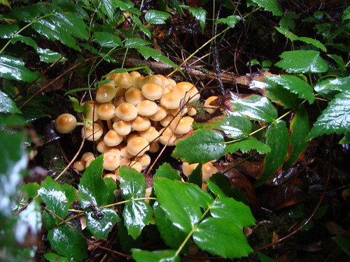 mushrooms!