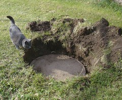 Sputnik- checking out the septic cover