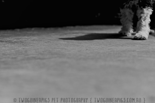 Footsteps puppy by twoguineapigs pet photography