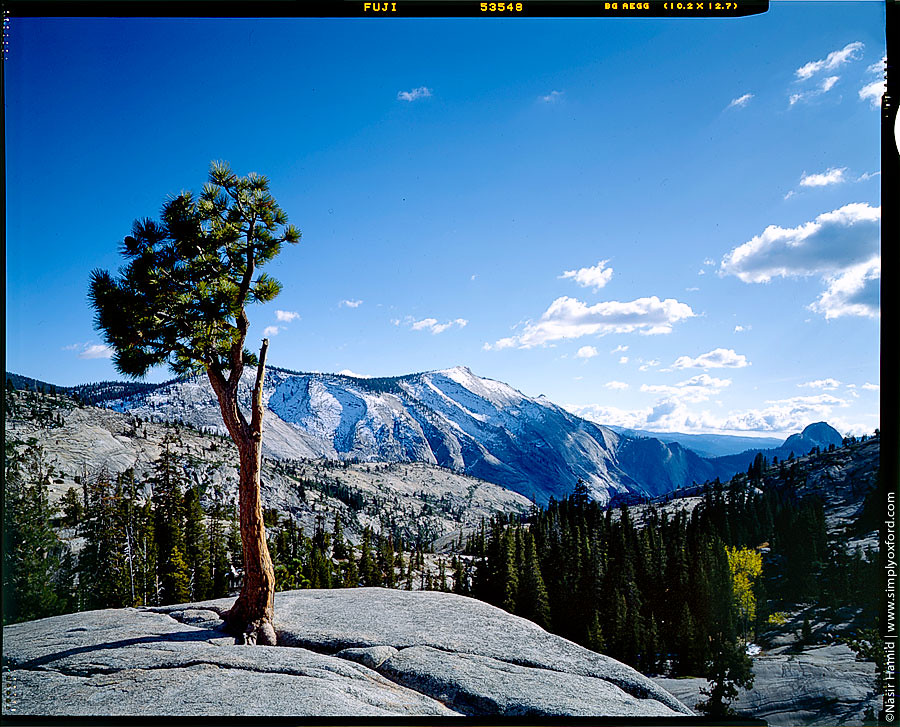 Lone tree in Yosemite National Park