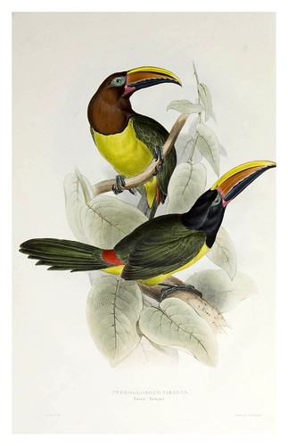 008- Araçari verde-A monograph of the Ramphastidae or family of Toucans-1834- John Gould