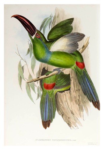 012- Tucan de pico castaño-Supplement of the Ramphastidae or family of Toucans Gould John-1855