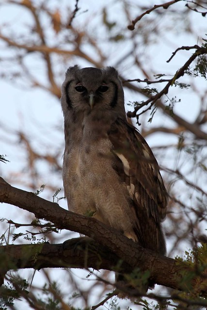 Bubo lacteus - Giant Eagle Owl