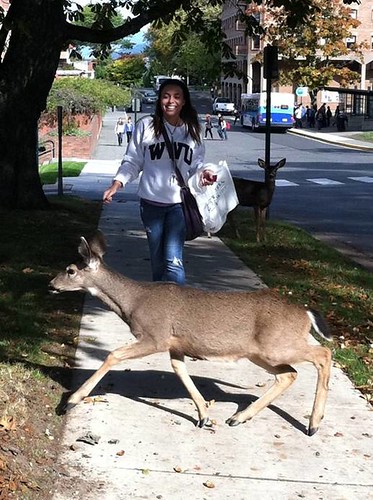 Deer On Campus