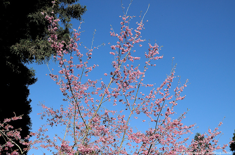 阿里山櫻花季61