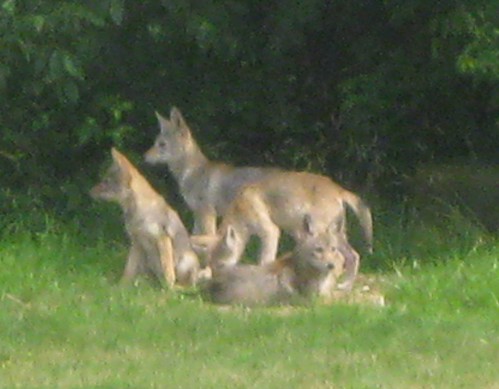 VHT Coyotes