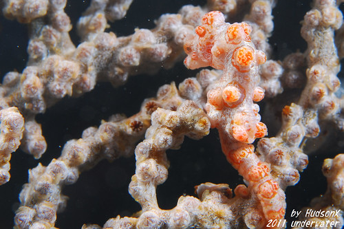 豆丁海馬 - Pygmy Seahorse (6)