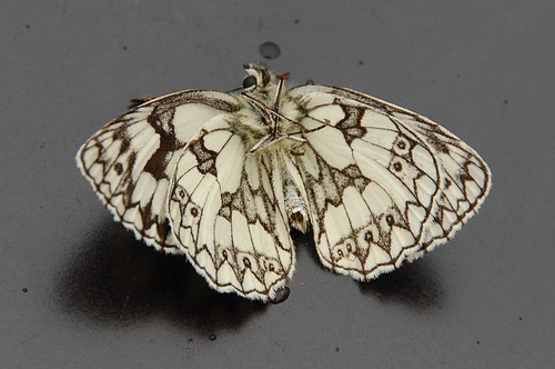 The underside of a dead Marbled White butterfly