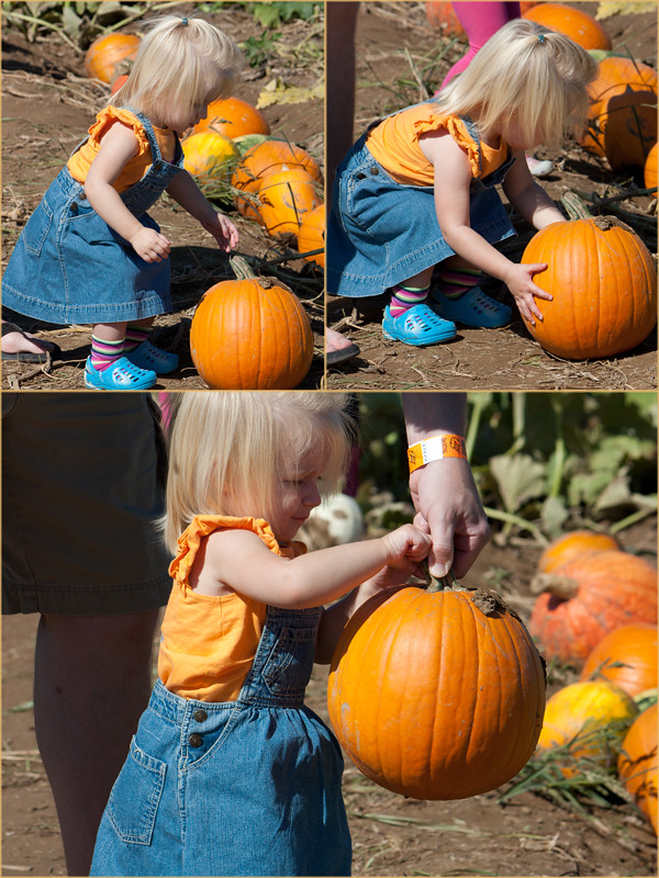 2011 - October - Pumpkin Patch