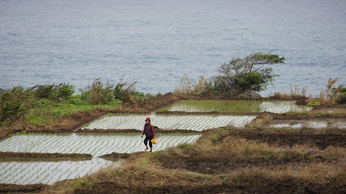 石梯坪瀕臨太平洋岸邊的水梯田正在逐漸成長。（圖片來源：林務局）