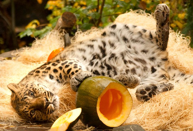 Амурский леопард Киа (Kia) из зоопарка Орегона