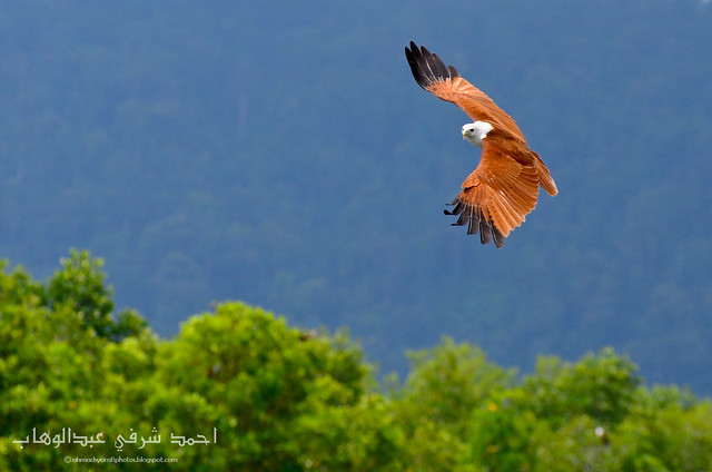 Red-backed Sea-eagle (Haliastur indus)