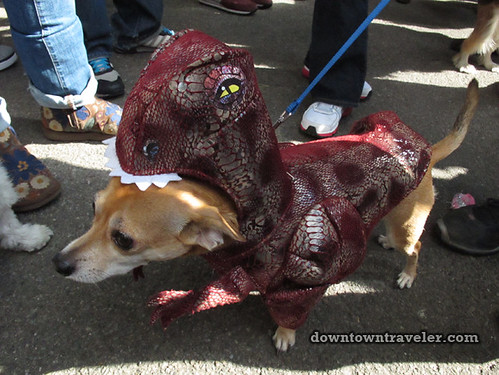 Tompkins Park Halloween Dog Parade_Jack Russell mix as Velociraptor