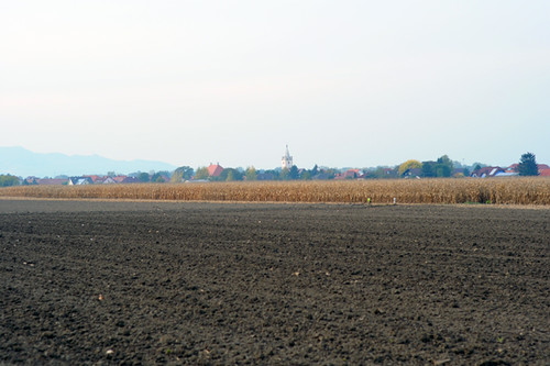 Fields, Road to Traismauer