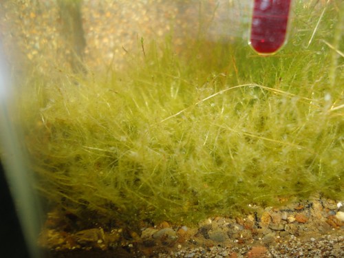 My java moss looks brown, what could simply turn wrong? Help please! | AquaScaping World Forum