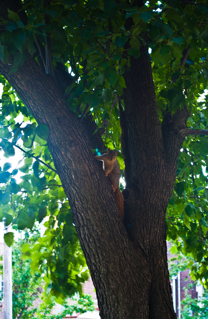 365-139 Squirrel