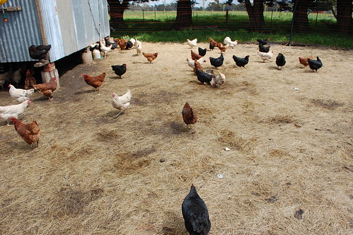 chickens on taranaki farm