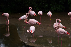 Auckland Zoo - Flamingos