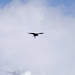 El Calafate - Volo del Condor