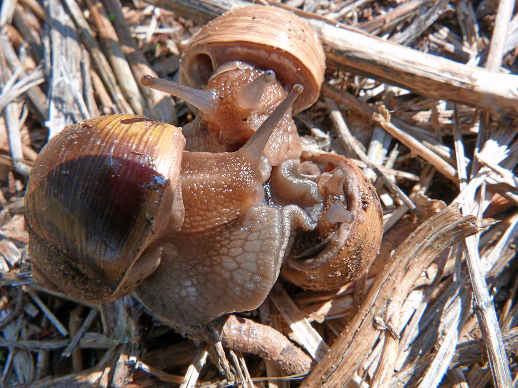05-11-2011-snails-wasisdas4