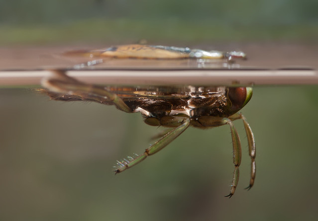 backswimmer inverted at surface 3 edited