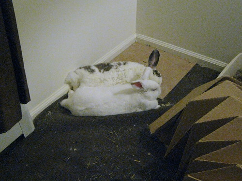 betsy flopped (next to gus) with ear up