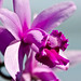 Cattleya intermedia var. orlata