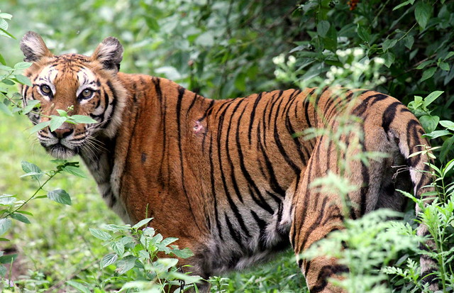 Tiger Injured by a Deer / Sambar horn