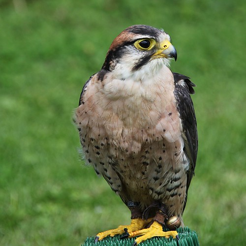 faucon p`elerin / peregrine falcon ©  OliBac