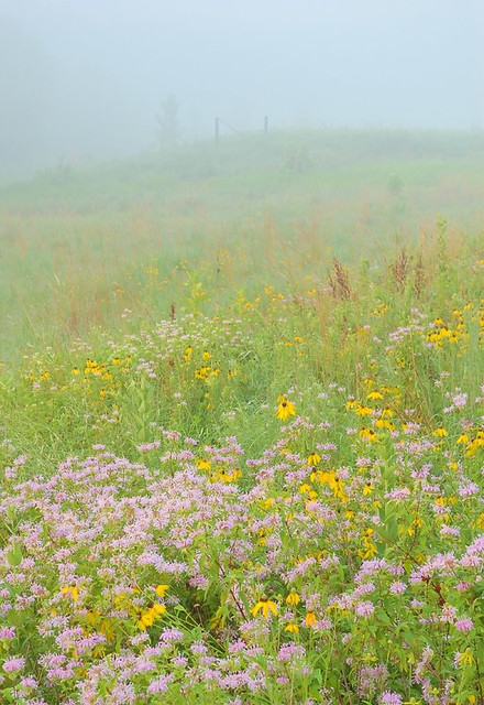 Cliff Cave County Park, in Mehlville, Missouri, USA - wildflower meadow in fog