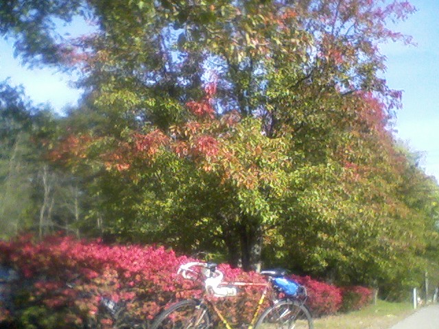 Autumnal colors and a fire bush