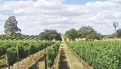 La provincia de Buenos Aires también tendrá su ruta del vino