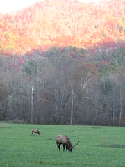 Elk in the Smoky Mountains
