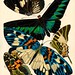 Seguy E.A. Papillions 19270011