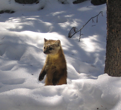 A marten in the snow, by Nathan Stone, US Forest Service Rocky Mountain Research Station 