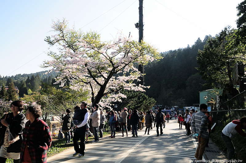 阿里山櫻花季 32