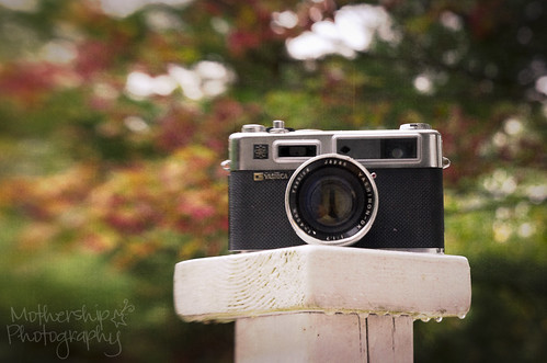 284:365 Yashica with the fall colours