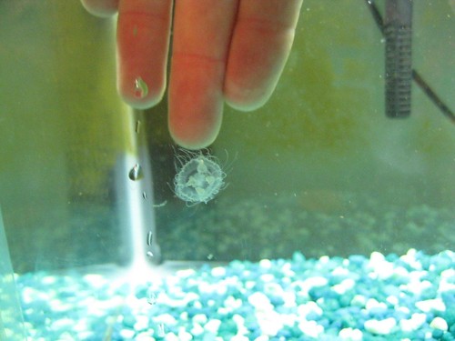 Самая маленькая медуза